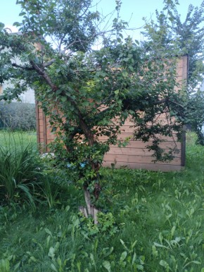 Коллективный сад номер 7, участок 58 в Лесном - lesnoj.yutvil.ru - фото 28